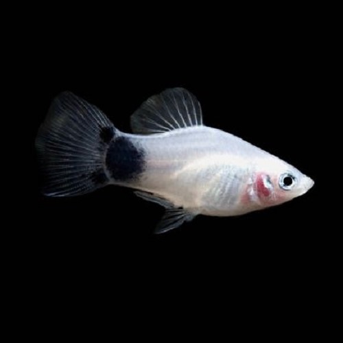Xiphophorus maculatus - Platy noir/blanc M